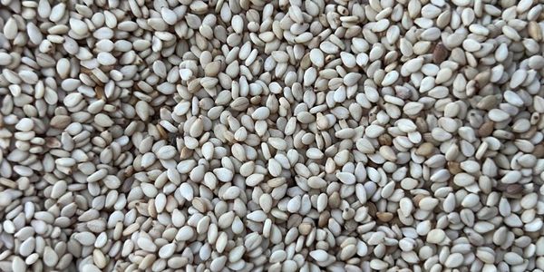 Blue Point Trading Sesame Seeds Supplier