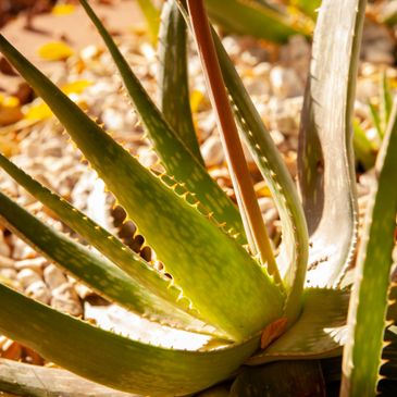 Close-up of a green aloe vera plant with spiky leaves in sunlight.