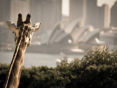 "Giraffe looking at the Opera House in Sydney, Australia"