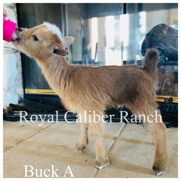 Buck. Pet quality. Coccidiosis prevention. Good with possible moonspots. Super friendly.