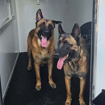 Two happy Belgian Malinois dogs with tongues out.