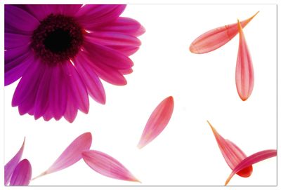 Dramatic lighting highlighting the curves of pink petals