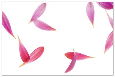 Abstract view of swirling pink petals and soft shadows.