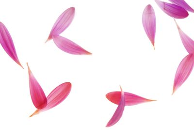 pink petals With pink flower