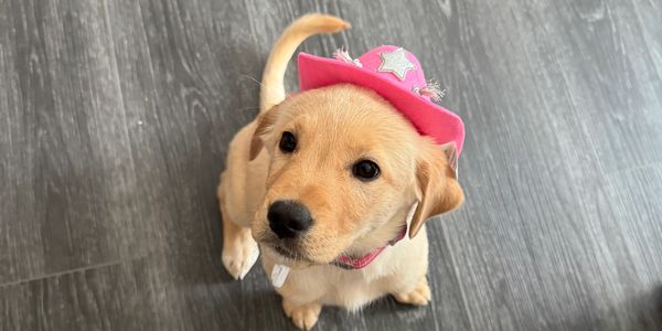 Cute puppy wearing a pink cowboy hat.