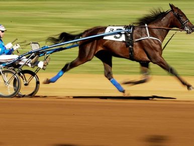 Standardbred Trotter