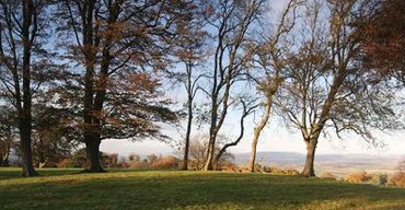 A Natural burial ground