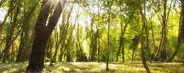 A Natural burial ground