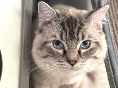 Mr Robinson - KING - Blue Lynx Mitted Ragdoll