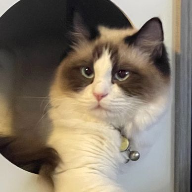 Queen Stella , our first ragdoll that defined the breed for us and made us fall in love.