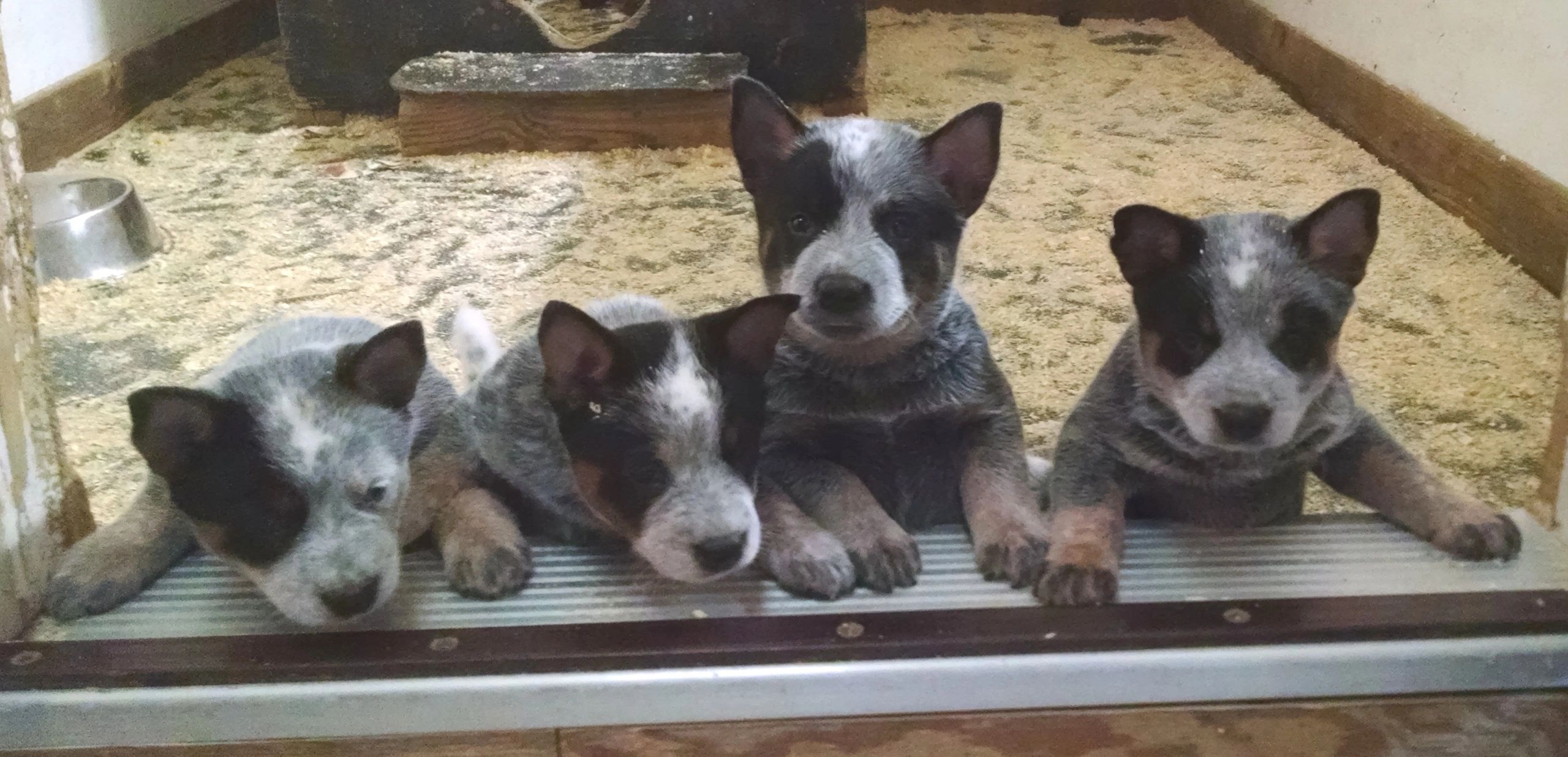 Cedar Grove Farm - Puppy, Puppies, Corgi, Blue Heeler, NC, North Carolina, image size:2560x1237