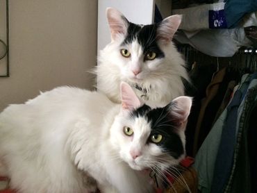 Winnie and Hunny hanging out