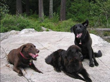 Happy pups on a group hike