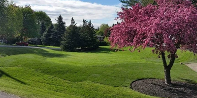 New lawn, sod job, sod installation, green grass, pink tree, landscape, blue spruce