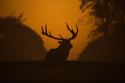 Lehr's Meat Market Deer and Wild Game Processing Buck at sunrise