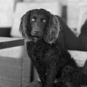 Boykin, Preacher Eli
Just sitting and relaxing.
Boykin Spaniel (Preacher Eli)