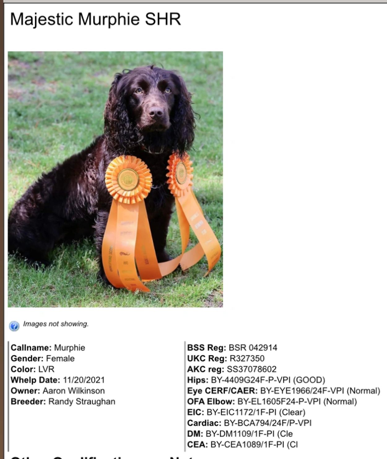 Boykin Spaniel, Layla's Mother (Ranger's Layla)
