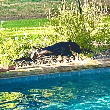 Catch an air in the water
Water dog. Boykin Spaniel (Harley)