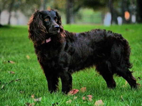 Webers Miss Willow out of “Boo” Wildbrier’s Lawman Reverend Brown and Weber’s Vinci Von Gogh.