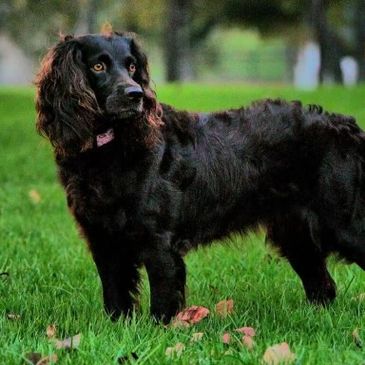 Boykin Spaniel (Willow)