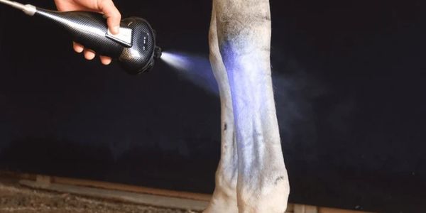 Person spraying a blue substance on a horse's leg indoors.