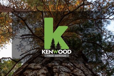 logo with tree backgrouKenwood Tree Service official brand logo on natural wood texture background