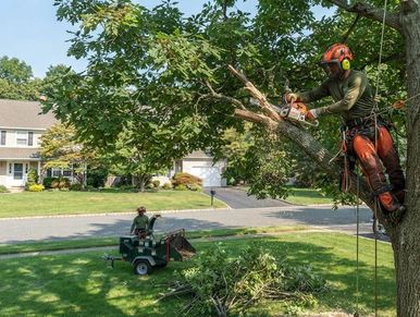 Kenwood Tree Service bucket truck performing precision tree pruning and crown trimming in New Jersey
