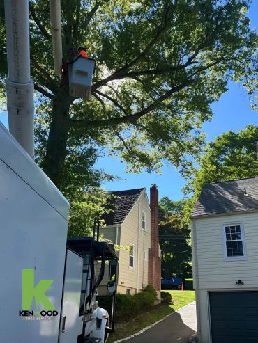 Worker trimming a large tree from a raised bucket truck near houses.