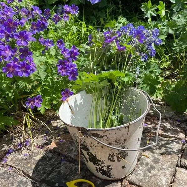 A bucket with purple flowers