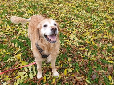 Golden retriever smiling.