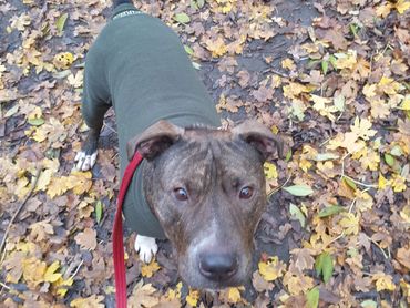 Dog in a coat looking at the dog walker.