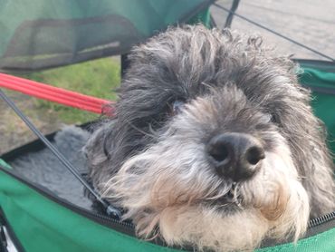 Poodle dog sniffing the air.