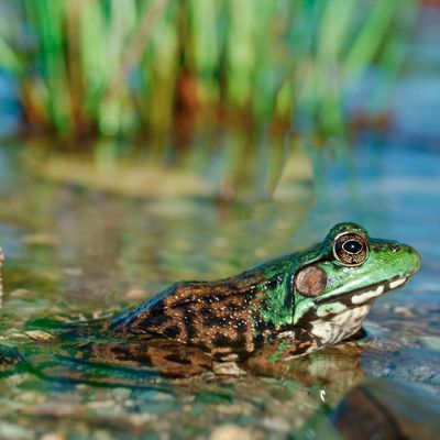 frog in water