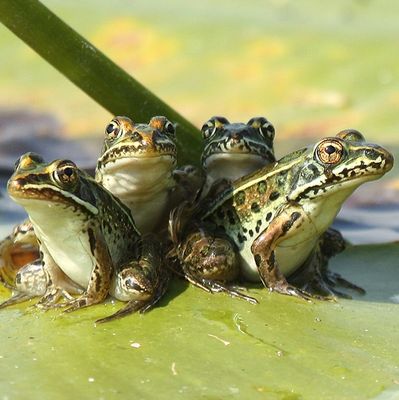 frogs together
