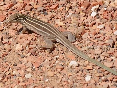 lizard on gravel