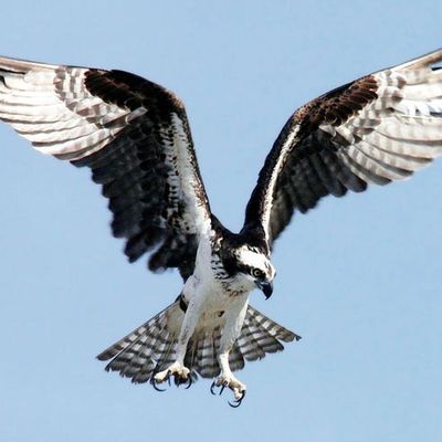 osprey in flight catching prey