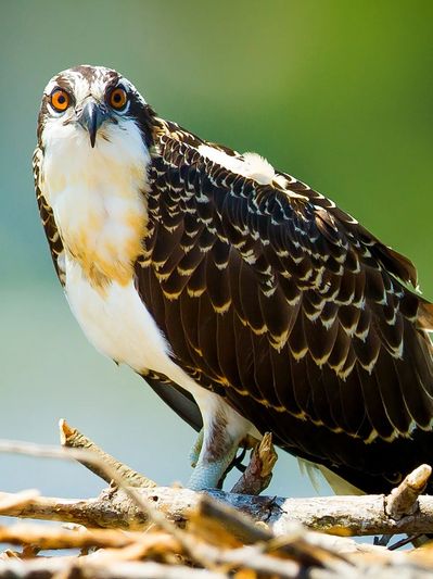 osprey up close