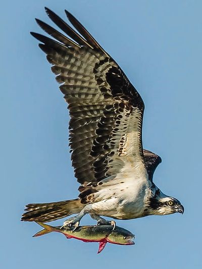 osprey in flight with prey