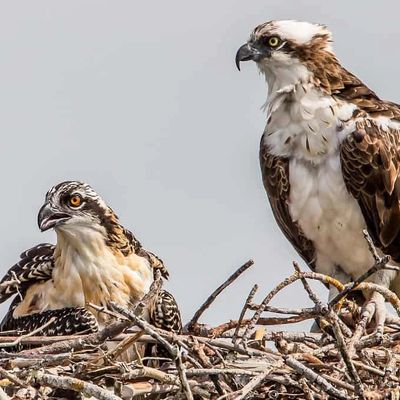 osprey with young nest