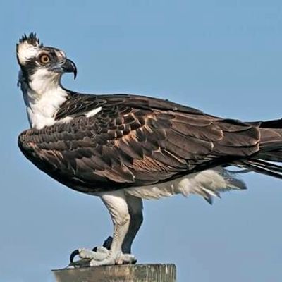 osprey with crown