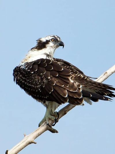 osprey perched curious