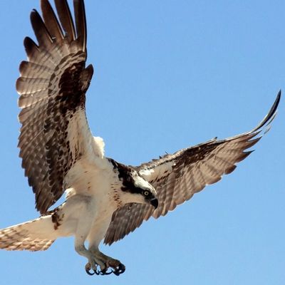 osprey in flight