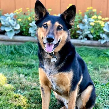 Ace - Kelpie Cross
Ace is a level-headed, sensible guy, who is exceptionally smart and responsive.  