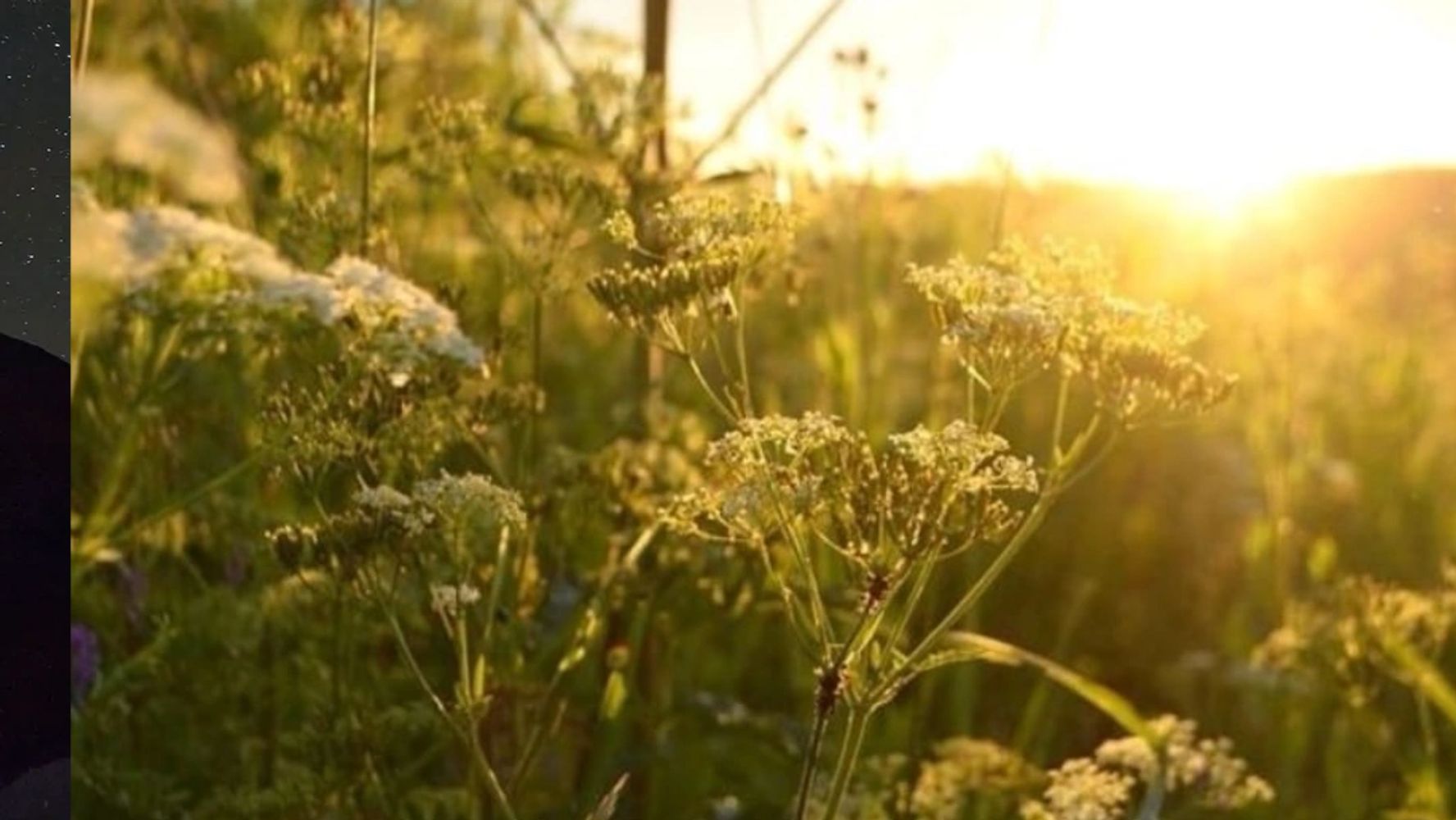 Wildflowers glowing in the warm sunlight during sunset.