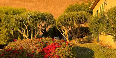 Sunset-lit hillside with green trees and red flowers beside a yellow house.