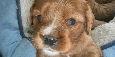 Cavoodle pup