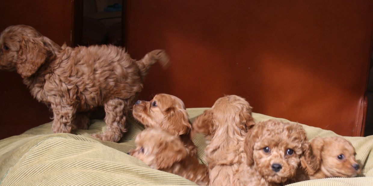 Crystal & Teddy's Cavoodle puppies