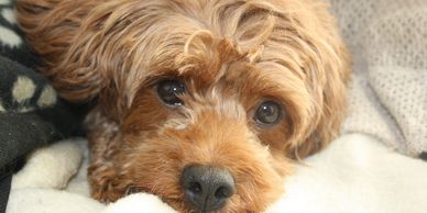 Crystal Mum of our Toy Cavoodles