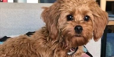 Rue - 2nd Gen Toy Cavoodle from Crystal and Teddy