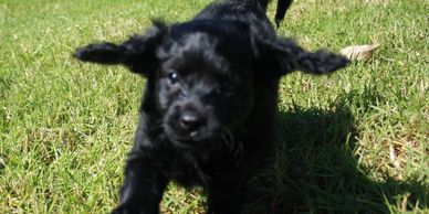 2nd Gen Toy Cavoodle